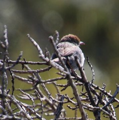 Cisticola fulvicapilla