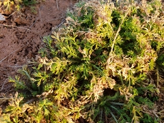 Matricaria discoidea