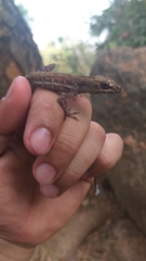 Anolis taylori
