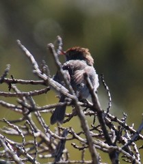 Cisticola fulvicapilla