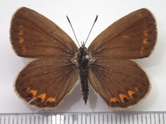Plebejus subsolanus