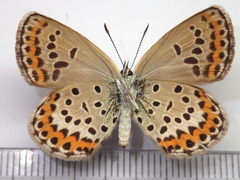 Plebejus subsolanus