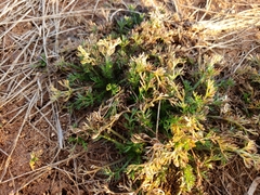 Matricaria discoidea