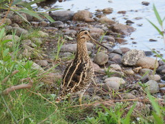 Gallinago magellanica