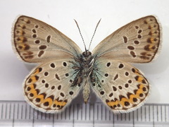 Plebejus subsolanus