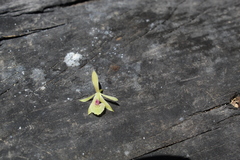 Epidendrum lignosum