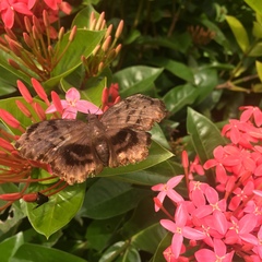 Achlyodes busirus