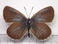 Plebejus subsolanus