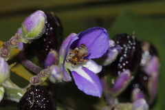 Paratetrapedia flaveola
