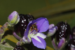 Paratetrapedia flaveola