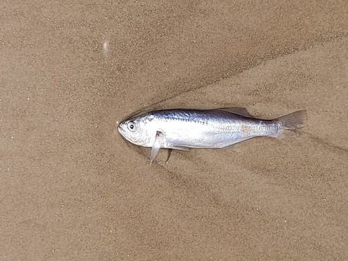 Bigtooth corvina (Isopisthus parvipinnis) — Sciaenidae — 2
