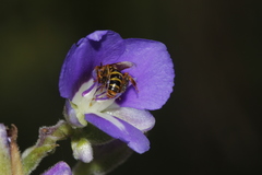 Paratetrapedia flaveola