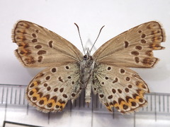 Plebejus subsolanus