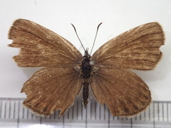 Plebejus subsolanus