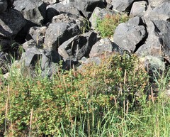 Spiraea beauverdiana