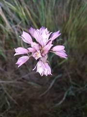 Allium serra