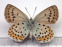 Plebejus subsolanus