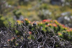 Cisticola fulvicapilla