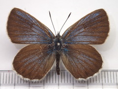 Plebejus subsolanus