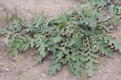 Platycarpha glomerata