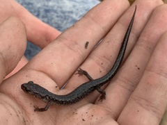 Plethodon jacksoni