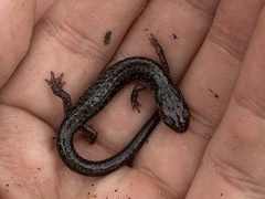 Plethodon jacksoni