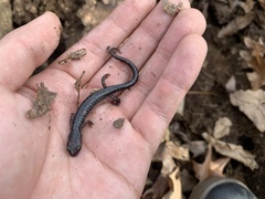 Plethodon jacksoni