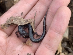 Plethodon jacksoni