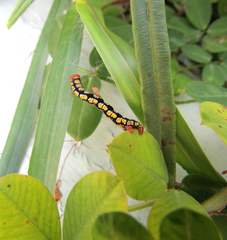 Melanchroia chephise