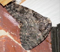Catocala umbrosa