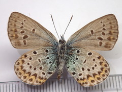 Plebejus subsolanus