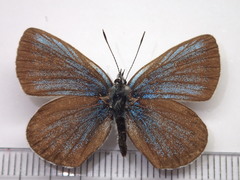 Plebejus subsolanus