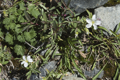 Cerastium lithospermifolium