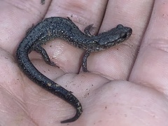 Plethodon jacksoni