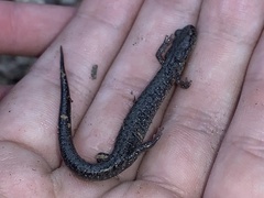 Plethodon jacksoni