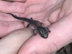 Plethodon jacksoni