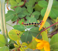 Melanchroia chephise