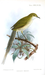 Green Longtail photo 2