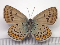 Plebejus subsolanus