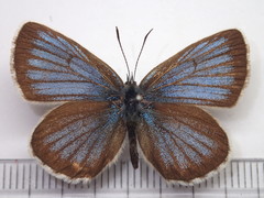 Plebejus subsolanus