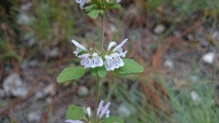 Hedeoma palmeri