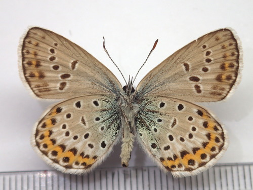 silver‐studded blue
