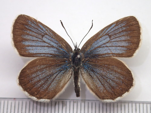 silver‐studded blue