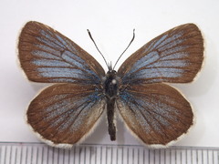 Plebejus subsolanus