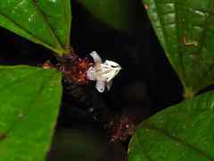 Miconia conglomerata