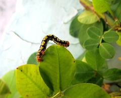 Melanchroia chephise