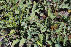 Euphorbia tuberosa