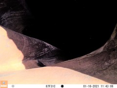 Aphelocoma woodhouseii