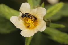 Rhophitulus anomalus