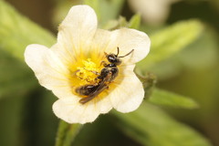Rhophitulus anomalus